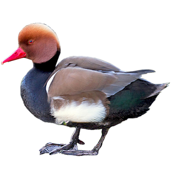 Red-crested Pochard Duck